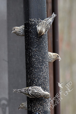 Five Pine Siskins 1-4-19