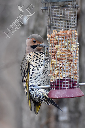 Northern Flicker 1-4-19