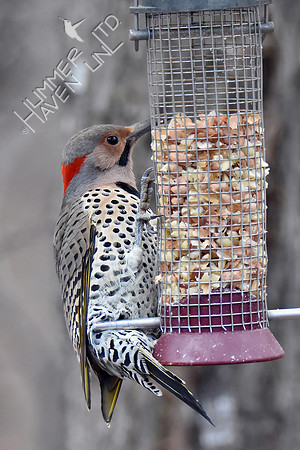 Northern Flicker 1-4-19