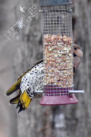 Northern Flicker 1-4-19
