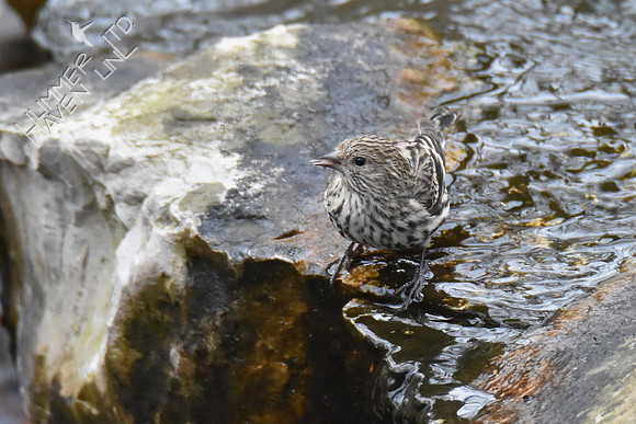 Pine Siskin 1-4-19