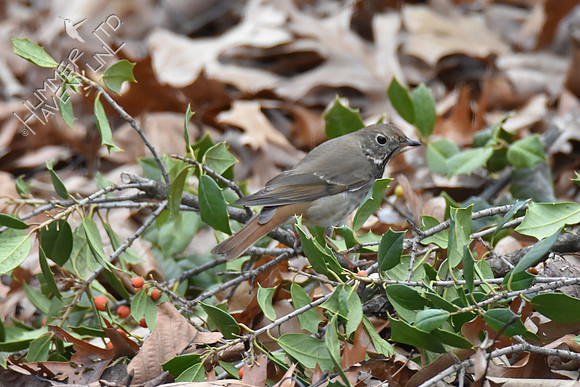 Hermit Thrush 1-4-19