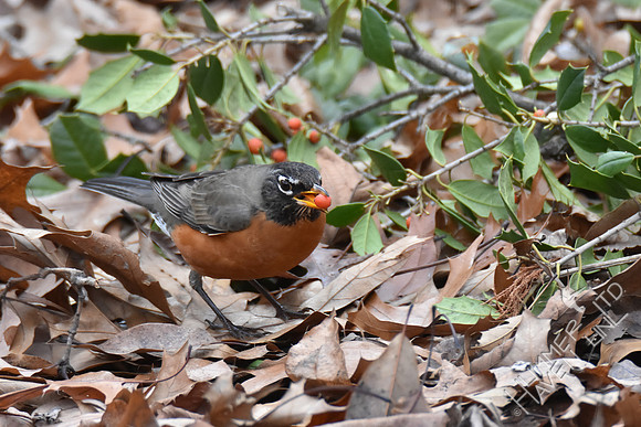 American Robin with holly berry 1-4-19