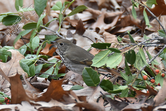 Hermit Thrush 1-4-19