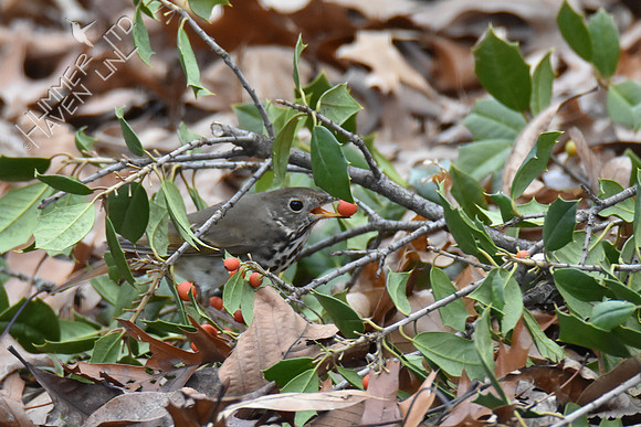 Hermit Thrush with holly berry 1-4-19