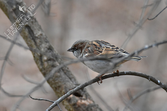 House Sparrow 1-4-19
