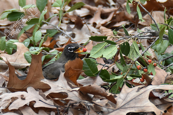 American Robin with holly berry 1-4-19