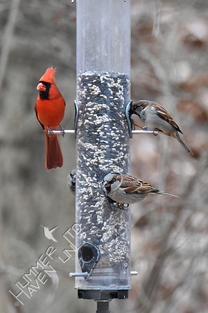 Northern Cardinal and 3 House Sparrows 1-4-19