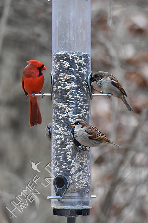 Northern Cardinal and 3 House Sparrows 1-4-19
