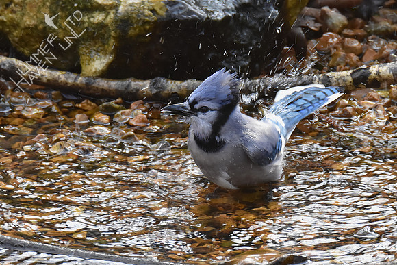 Blue Jay splashing 1-4-19