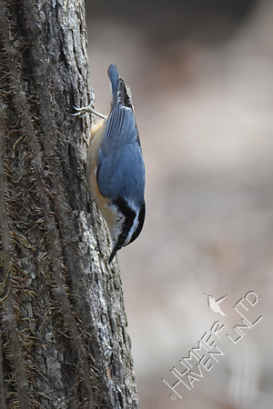 Red-breasted Nuthatch 1-4-19