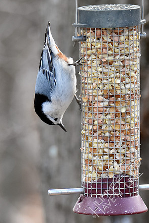 White-breasted Nuthatch 1-4-19