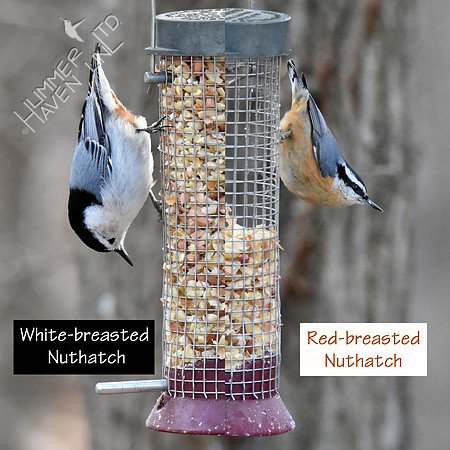 Nuthatches 1-4-19
