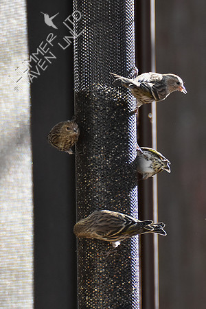 Pine Siskins 4 of 7 total 1-5-19