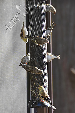 Pine Siskins-5 and American Goldfinches-3 1-5-19