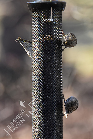 Pine Siskins 3 of 7 total 1-5-19