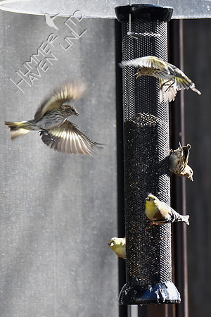 Pine Siskins sparring 1-5-19