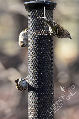 Pine Siskins 3 of 7 total 1-5-19