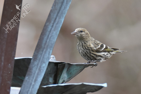 Pine Siskin at the fountain 1-5-19