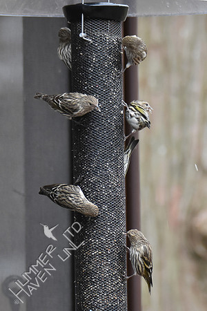 Pine Siskins 7 of 9 seen 1-6-19