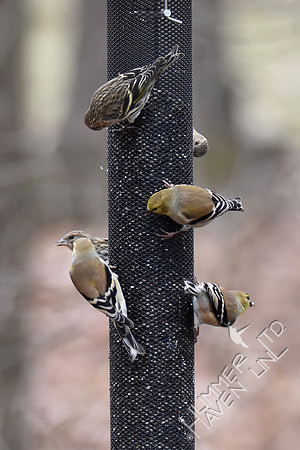 Pine Siskins-3 American Goldfinches-3 1-6-19