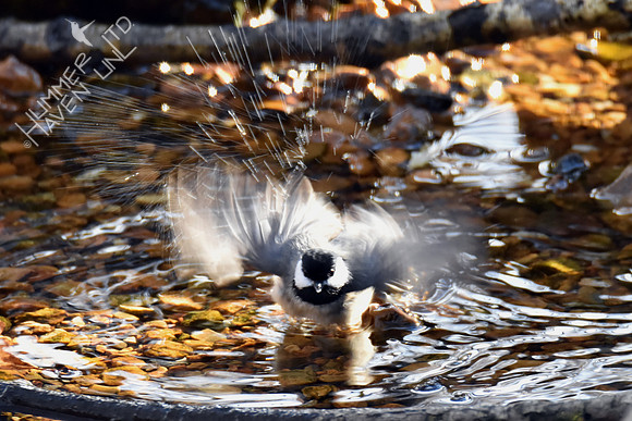 Carolina Chickadee 1-7-19