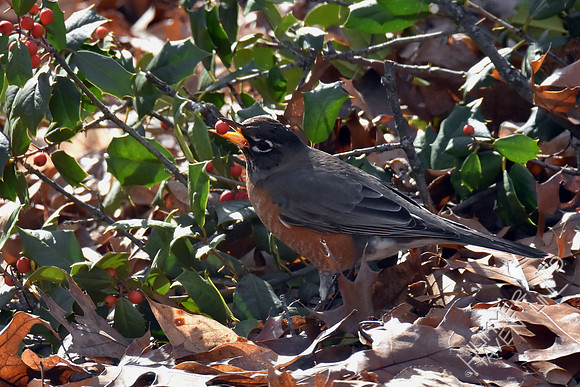 American Robin with holly berry 1-8-19