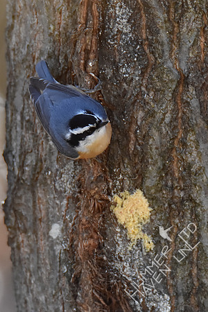 Red-breasted Nuthatch 1-8-19