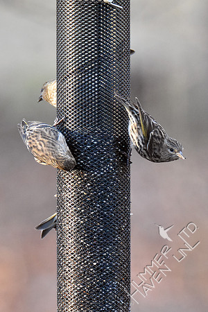 Pine Siskins 4 of 5 seen 1-9-19