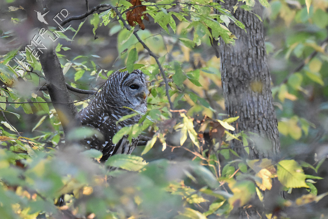 Barred Owl digests its food for 45 minutes 11-4-16