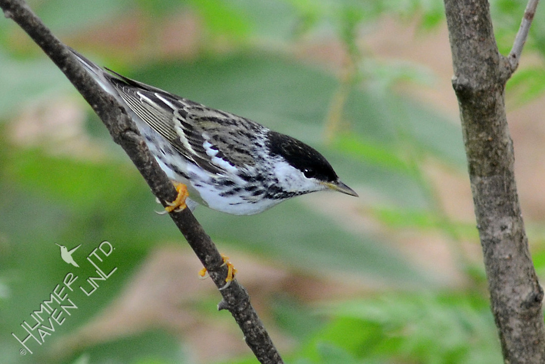 Blackpoll Warbler
