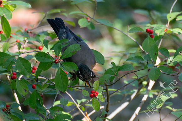 10-5-24 American Robin at Winterberry (Ilex verticillata x Red Sprite)
