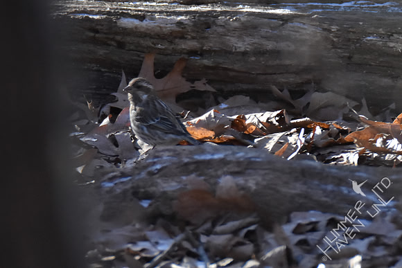 FOY #36 Purple Finch, female 1-30-19