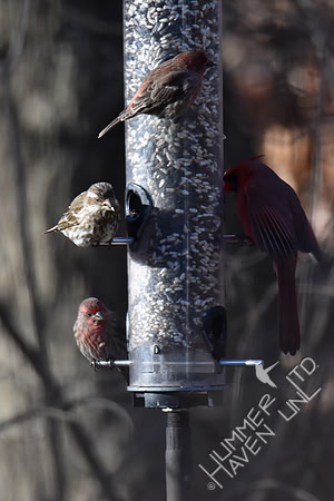 FOY #36 Purple Finch, female 1-30-19