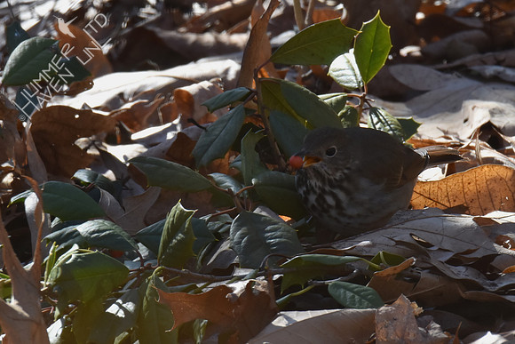 Hermit Thrush 1-30-19