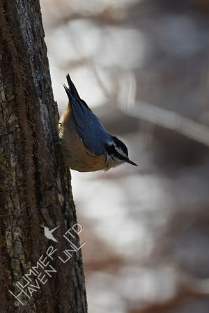 Red-breasted Nuthatch 1-30-19
