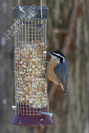 Red-breasted Nuthatch 1-30-19