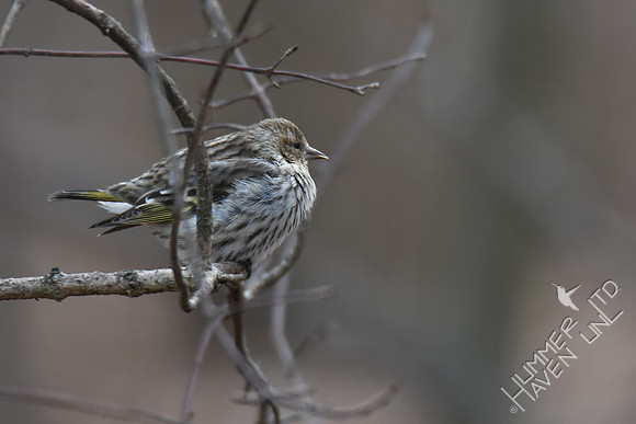 Pine Siskin at rest 1-30-19