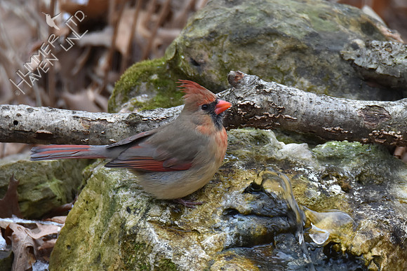 Northern Cardinal, female 1-30-19