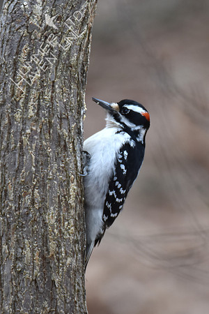 Hairy Woodpecker 1-30-19