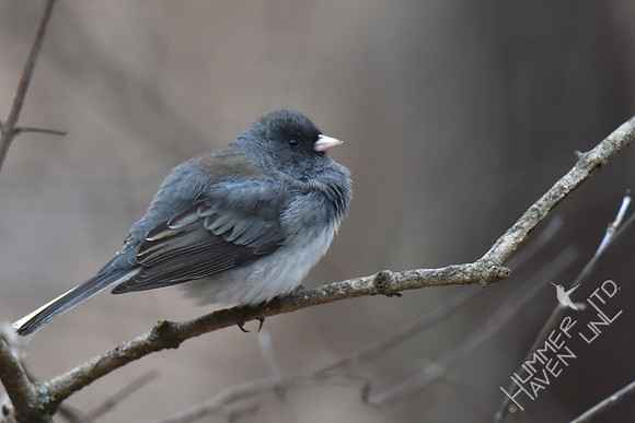 Dark-eyed Junco at rest 1-30-19