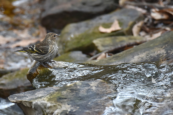 Pine Siskin 1-29-19