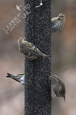 Pine Siskins 1-30-19