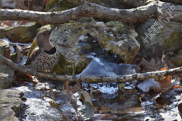 Northern Flicker 1-30-19