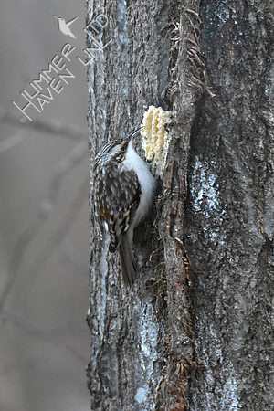 Brown Creeper 1-30-19