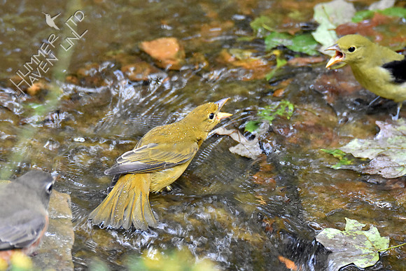 American Robin, Summer Tanager female and Scarlet Tanager 10-1-16