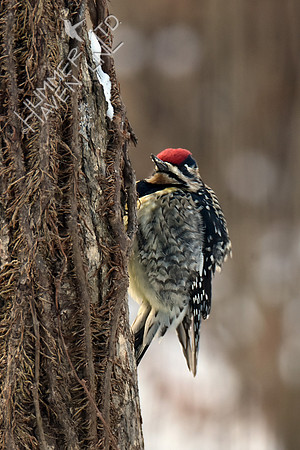 Yellow-bellied Sapsucker female 2-1-19