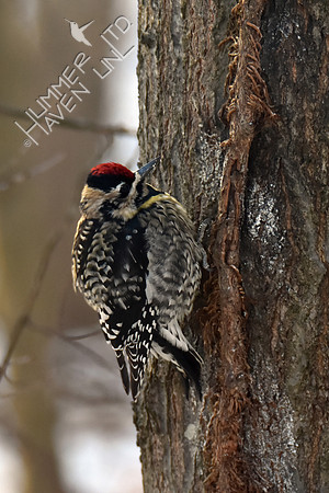Yellow-bellied Sapsucker female 2-1-19