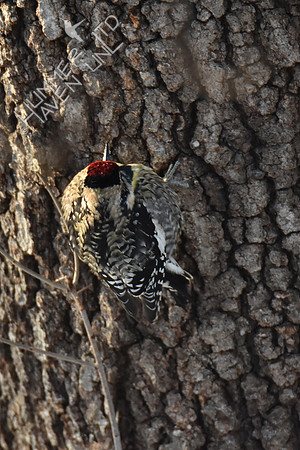 Yellow-bellied Sapsucker female 2-1-19