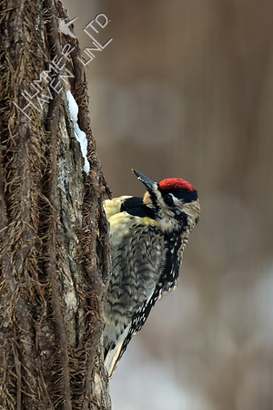 Yellow-bellied Sapsucker female 2-1-19